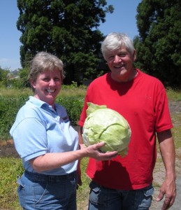 Cathy Peters and Sandy Cakebread harvest a cabbage from St. Paul’s Catholic Church’s Filias Garden.