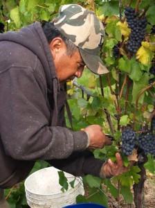 Pinot noir grapes harvested bunch-by-bunch by hand.  