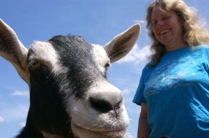 Laurie Acton has been breeding goats on 20 acres near Marquam since 1994. Her Saanen, La Mancha, and Alpine goats make up the Tempo Farm herd, which provides the milk for Liz Alvis’ Portland Creamery cheeses.