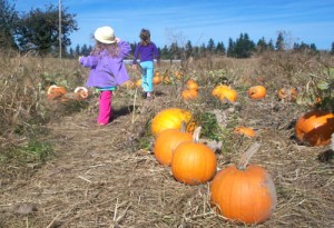 Determined little ladies march out into the field to find just the right pumpkin.  