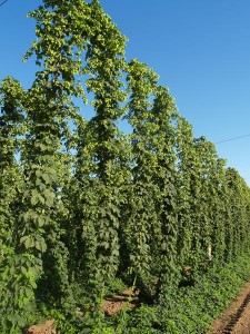 By July 4, hop vines are expected to grow 18-ft. to reach the top wire.  