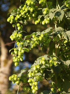 Hops bloom by mid-July and the early varieties are ready to pick by mid-August.