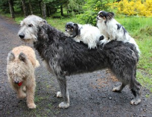An Irish Woldfhound stands patiently as two of Anne Spalding\'s small dogs perch on its back.