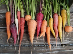 It\'s not too late to plant carrots to harvest this fall.