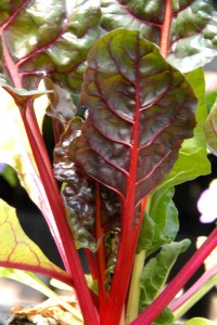 Swiss Chard and other greens are a quick crop that matures in 30 days.