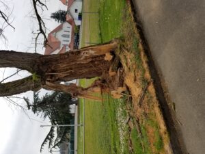 This ice storm-damaged tree on B Street finally was taken down in mid-April. Trees that still appear to be a public hazard can be reported to the city for assessment.