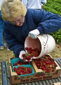 Sharon Barnes performing quality control as berries are being transferred into flats. 