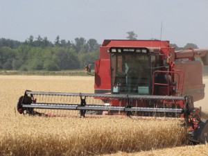 Many farmers in the Silverton hills switched to wheat when the Recession caused a decline in the grass-seed  market. Good prices are an added attraction for food-grain production.