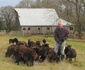 David Beeson feeds his Black Welsh Mountain Sheep. 