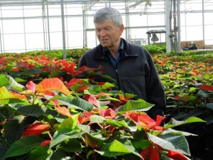 Ken Fessler checks on poinsettias before they are shipped to regional wholesale and retail outlets.