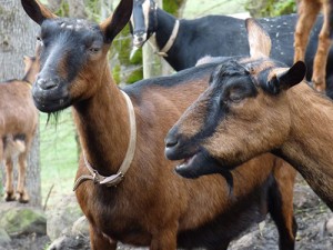 The goats of GeerCrest Farm are a staple of the 167-year old homestead and its agrarian culture education curriculum.