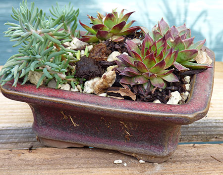 Heather Desmarteau-fast’s message is “Grow something!” even if it is in a snall container like this  succulent planter at Stamen and Pistil Urban Garden Center.   