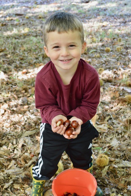 Paul’la and Jack Allen’s great-grandson Carson reaps a handful of ripe chestnuts.