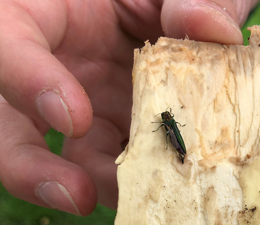 This emerald ash borer was discovered June 30 in Forest Grove. The pest poses a grave threat to the state’s ash trees, which play a crucial role in streamside and riparian areas. 
