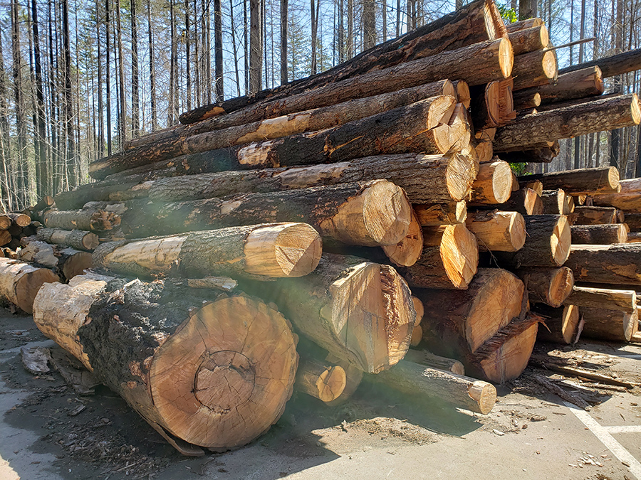 North Fork Park salvage timber will provide some of the resources for the recovery plan. 