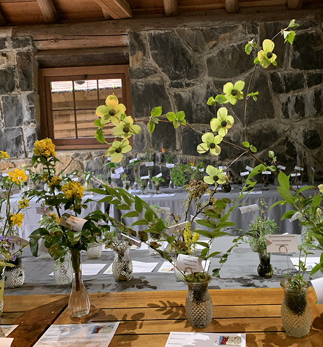 A look at a display of wildflowers from a previous Silver Falls Birding & Wildflower Festival.   Submitted Photo