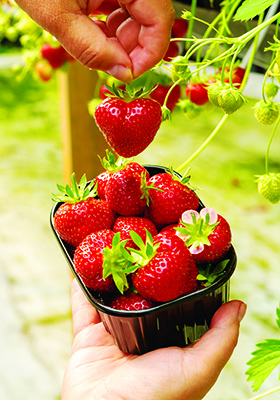 It’s berry-picking time!    © barmalini / 123rf.com