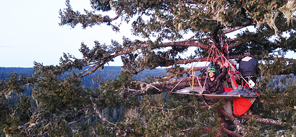 A pair of campers are shown setting up camp in a Douglas fir tree, a new adventure offered by Tree Climbing at Silver Falls.  Submitted photo
