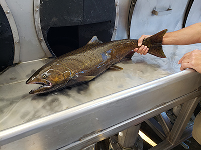 Here is a look at a salmon that came through the Minto Fish Hatchery last season. Salmon watch events are being held at Packsaddle Park throughout the late summer and fall. James Day